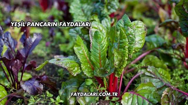 Yeşil Pancarın Faydaları