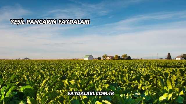 Yeşil Pancarın Faydaları