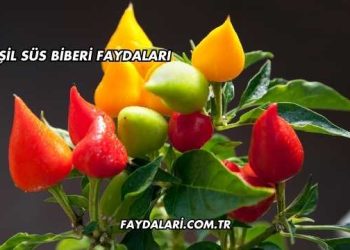 Yeşil Süs Biberi Faydaları