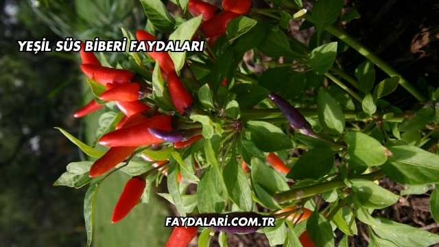 Yeşil Süs Biberi Faydaları