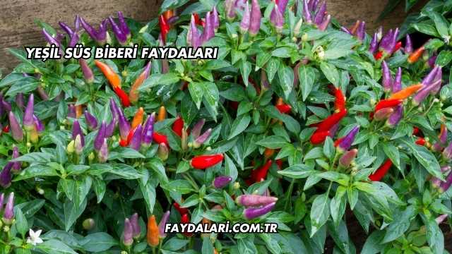 Yeşil Süs Biberi Faydaları
