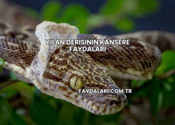 Yılan Derisinin Kansere Faydaları