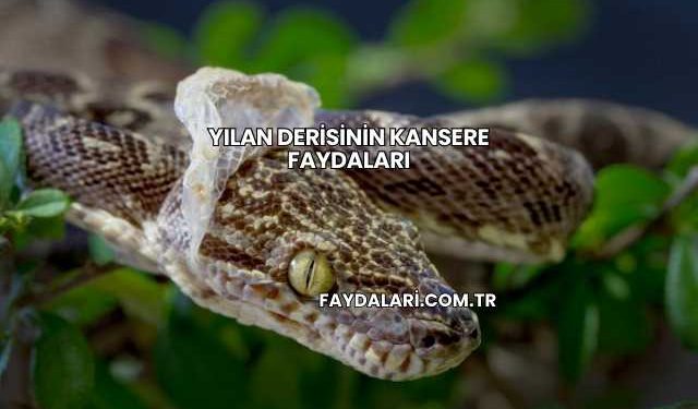 Yılan Derisinin Kansere Faydaları