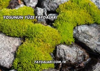 Yosunun Yüze Faydaları