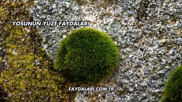Yosunun Yüze Faydaları