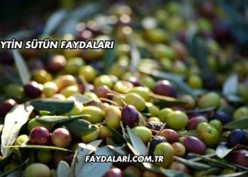Zeytin Sütün Faydaları