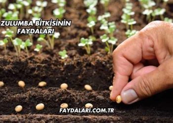 Zulumba Bitkisinin Faydaları