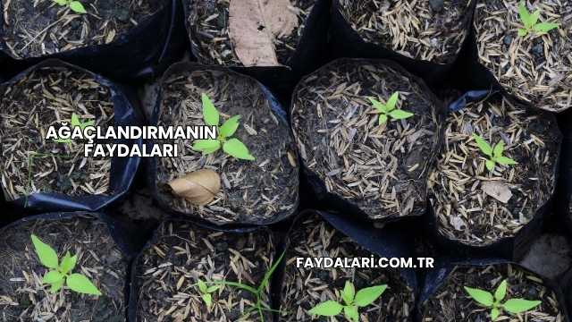 Ağaçlandırmanın Faydaları