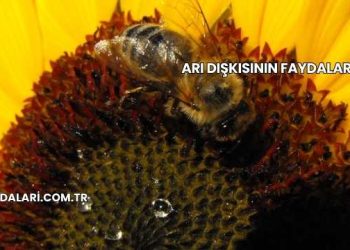 Arı Dışkısının Faydaları