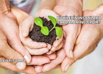 Bitkilerin İnsanlara Faydaları Nelerdir?
