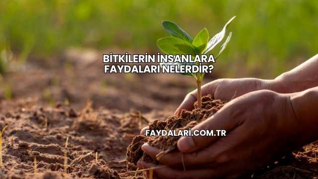 Bitkilerin İnsanlara Faydaları Nelerdir?