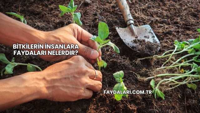 Bitkilerin İnsanlara Faydaları Nelerdir?