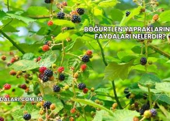 Böğürtlen Yapraklarının Faydaları Nelerdir?