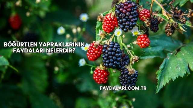 Böğürtlen Yapraklarının Faydaları Nelerdir?