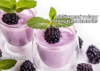 Böğürtlenli Yoğurt Faydaları Nelerdir?
