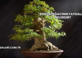 Bonsai Ağacının Faydaları Nelerdir?