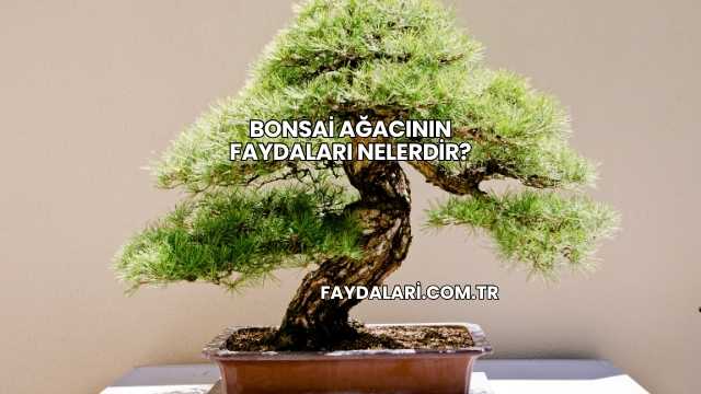 Bonsai Ağacının Faydaları Nelerdir?