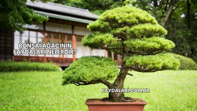 Bonsai Ağacının Faydaları Nelerdir?