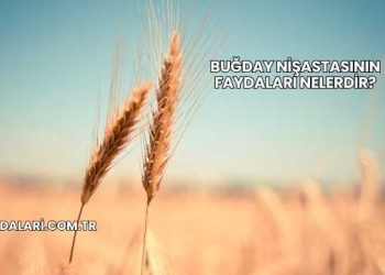 Buğday Nişastasının Faydaları Nelerdir?