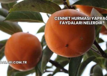 Cennet Hurması Yaprağı Faydaları Nelerdir?