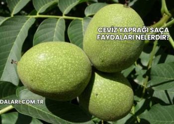 Ceviz Yaprağı Saça Faydaları Nelerdir?