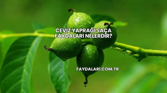 Ceviz Yaprağı Saça Faydaları Nelerdir?