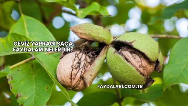 Ceviz Yaprağı Saça Faydaları Nelerdir?