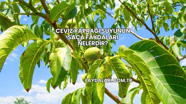 Ceviz Yaprağı Suyunun Saça Faydaları Nelerdir?