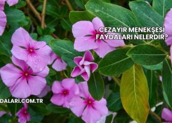 Cezayir Menekşesi Faydaları Nelerdir?