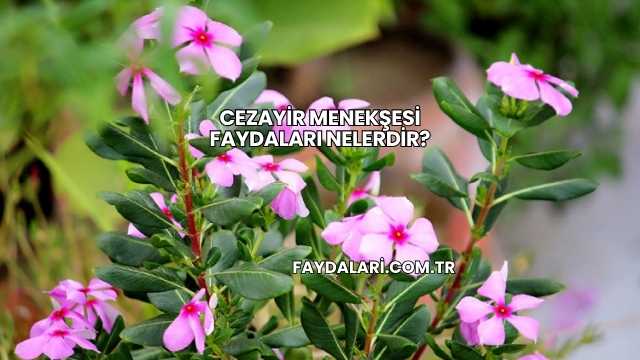 Cezayir Menekşesi Faydaları Nelerdir?