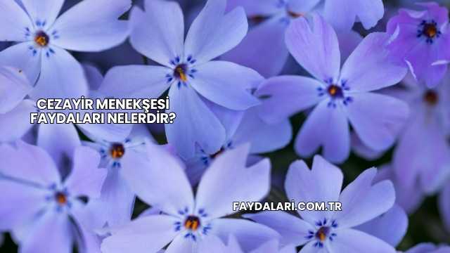 Cezayir Menekşesi Faydaları Nelerdir?
