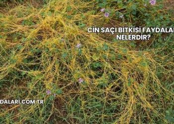 Cin Saçı Bitkisi Faydaları Nelerdir?