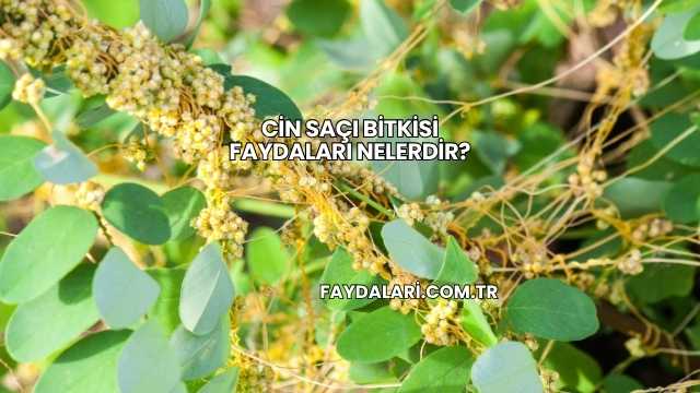 Cin Saçı Bitkisi Faydaları Nelerdir?