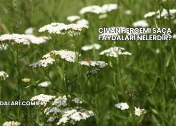 Civan Perçemi Saça Faydaları Nelerdir?
