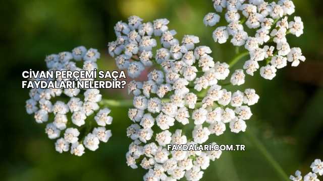 Civan Perçemi Saça Faydaları Nelerdir?