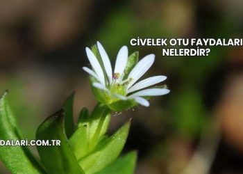 Civelek Otu Faydaları Nelerdir?