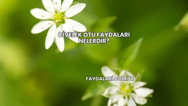 Civelek Otu Faydaları Nelerdir?
