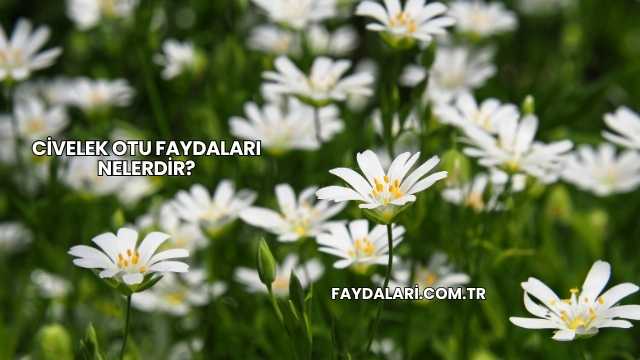 Civelek Otu Faydaları Nelerdir?