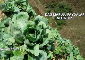 Dağ Marulu Faydaları Nelerdir?