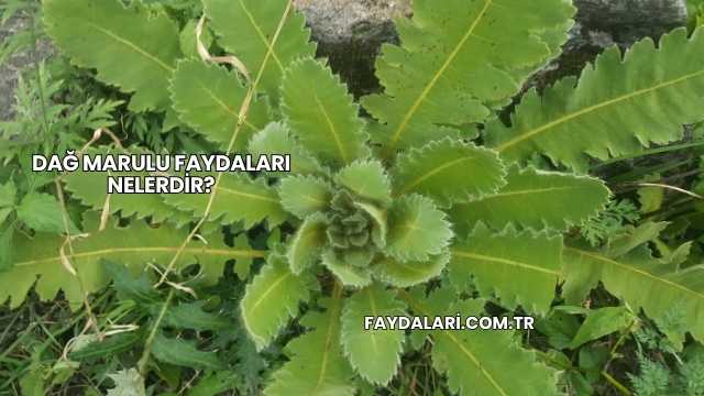 Dağ Marulu Faydaları Nelerdir?