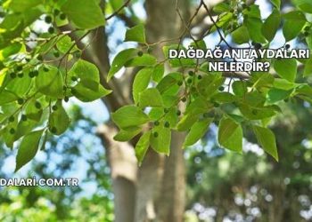 Dağdağan Faydaları Nelerdir?