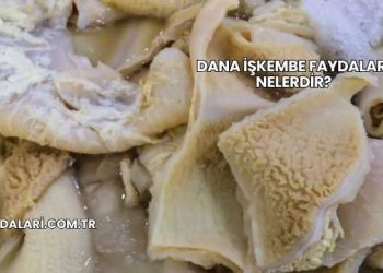 Dana İşkembe Faydaları Nelerdir?