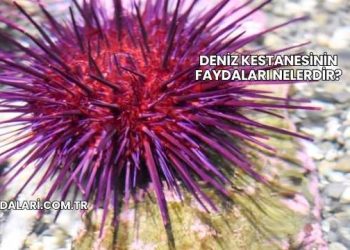 Deniz Kestanesinin Faydaları Nelerdir?