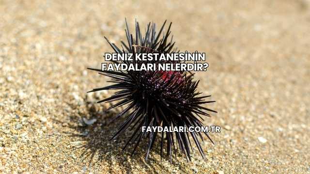 Deniz Kestanesinin Faydaları Nelerdir?