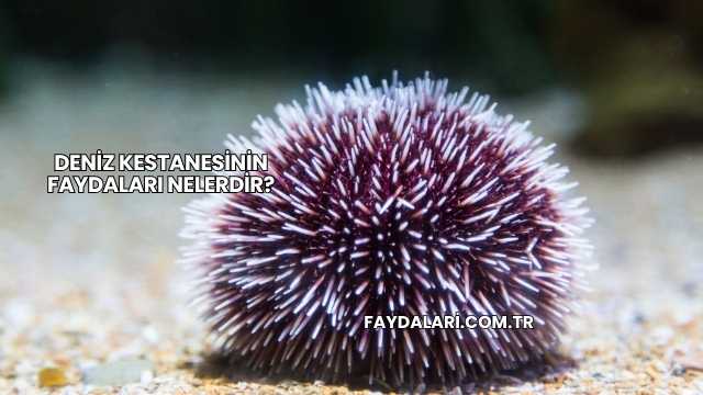 Deniz Kestanesinin Faydaları Nelerdir?