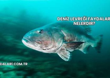 Deniz Levreği Faydaları Nelerdir?