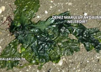 Deniz Marulu Faydaları Nelerdir?