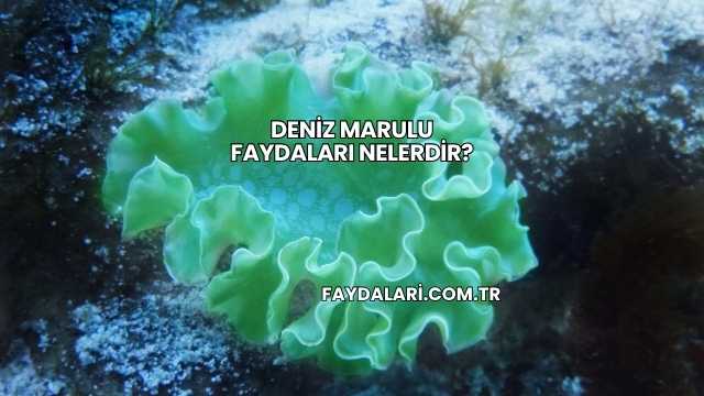 Deniz Marulu Faydaları Nelerdir?