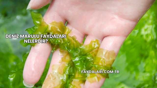 Deniz Marulu Faydaları Nelerdir?