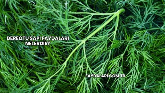 Dereotu Sapı Faydaları Nelerdir?